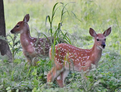 Orphaned fawns