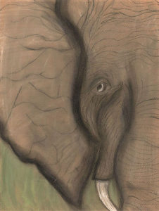 Elephant Eyes Tell a Million Stories