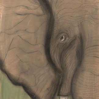 Elephant Eyes Tell a Million Stories