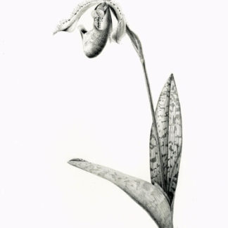 Venus-slipper orchid, Paphiopedilum Supersuk x Raisin Pie