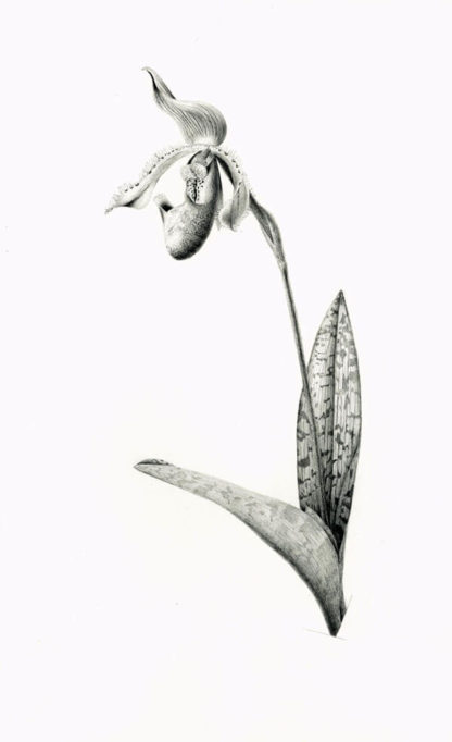 Venus-slipper orchid, Paphiopedilum Supersuk x Raisin Pie