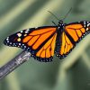 Monarch "Freddy"