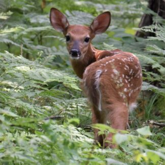 Young Fawn
