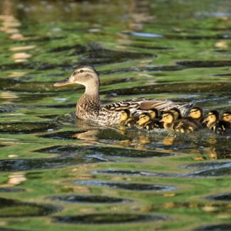 Follow the Leader