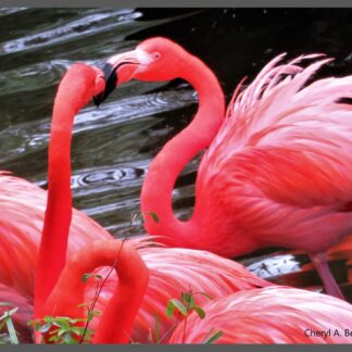 Flamingo Love