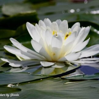 Waterlily