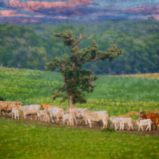 Heading for the Barn