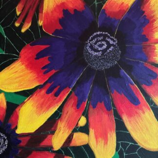 African Daisy