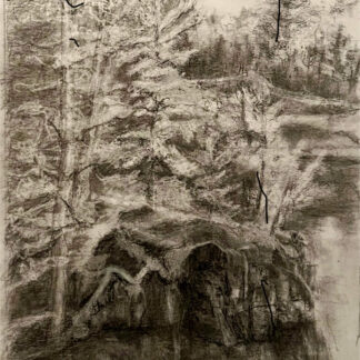 Pine on Rocks