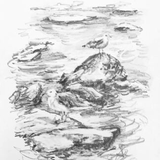 Gulls on Mimico creek