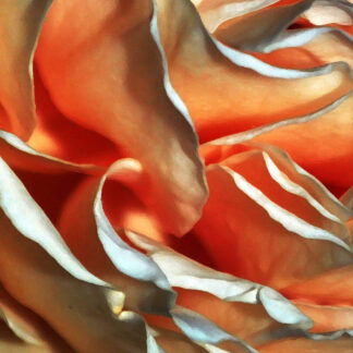 Abstract Rose Orange
