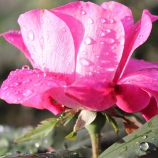 Pink Rose