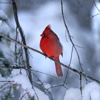 Cardinal in Winter