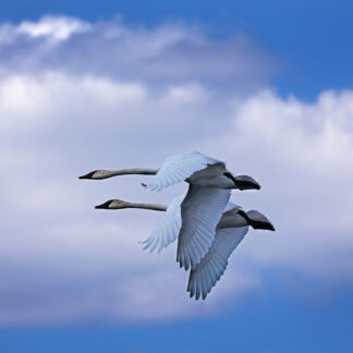 Flying Swans
