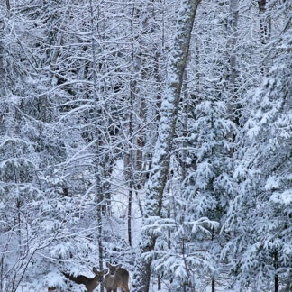 Does in Winter