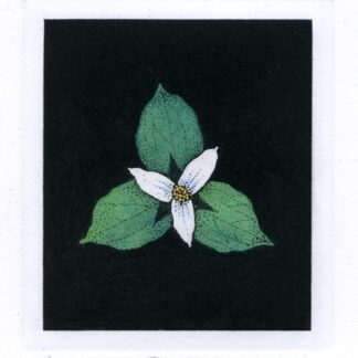 Trillium