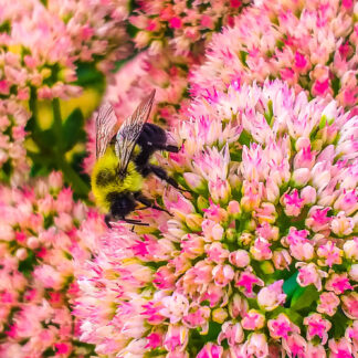 Autumn Bee at Lunch