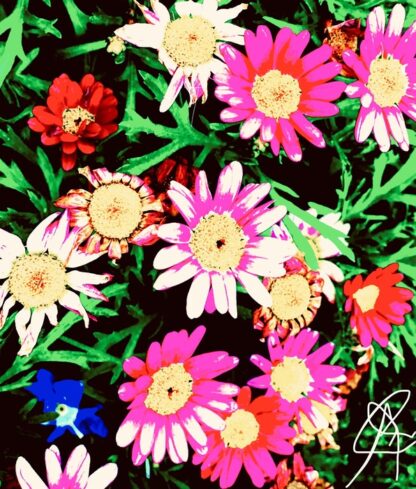 Georgés Zydeco Flowers