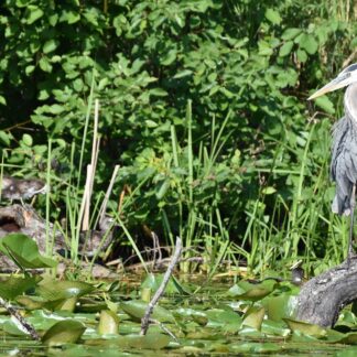 Great Blue Heron with Friends