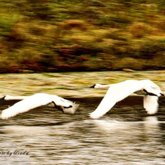 Trumpeter Takeoff