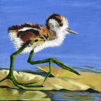 Jacana on Swamp
