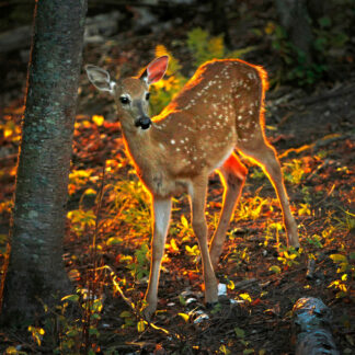 Backlit Fawn at Dawn