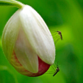 State Flower & State Bird