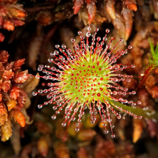 Sundew in the Bog