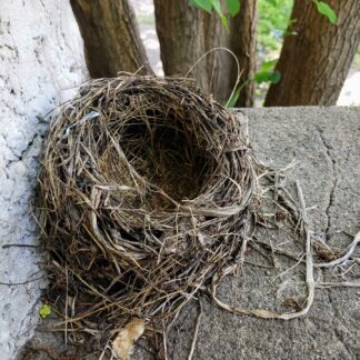 Empty Nest