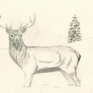 Elk in the Snow