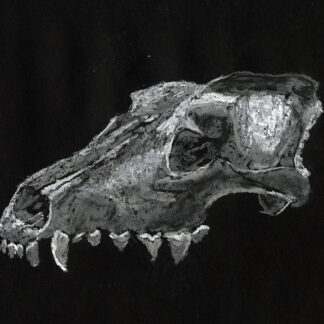 Animal Skull