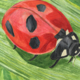 Hank's Ladybug